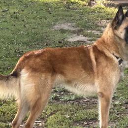 Summer - Belgian Malinois
