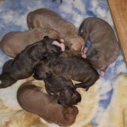 American Pit Bull Terrier Puppies from Kaotic APBTs