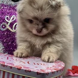 Cinnamon - Chocolate merle female Pomeranian puppy in Brentwood, California from Royalpawpoms