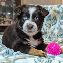 Moana - Black tri-color female Australian Shepherd puppy in Acworth, Georgia from Aussomely Yours, Australian Shepherds