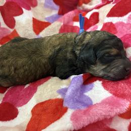 Casanova - Sable male Poodle puppy in Conway, Arkansas from Arkansas River Poodles