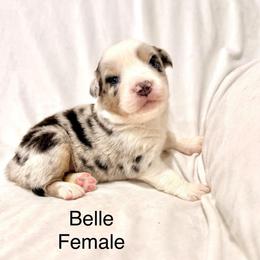 Belle - Blue merle female Australian Shepherd puppy in Vernal, Utah from Dancing M Kennels