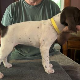 Qya - Liver and white female German Shorthaired Pointer puppy in Topeka, Kansas from Autumn Prairie Kennel
