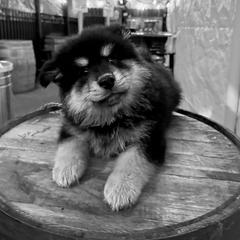 Finnish Lapphund Puppies from Akasha Wind