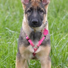 German Shepherds from Kryptonian & Kynthos German Shepherd Dogs