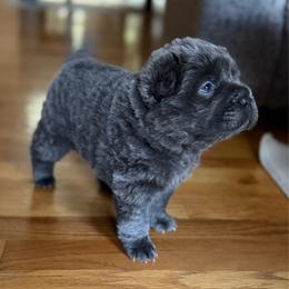 Stormy Ash - Blue female Chinese Shar-Pei puppy in Auburn, Kansas from Justin's Chinese Shar-Pei