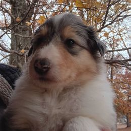 Boy 1 Beautiful White Ring - Blue merle white and tan male Collie puppy in Salem, Indiana from Living Blessed Collies