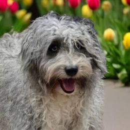Okra - Aussiedoodle