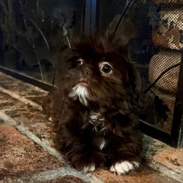 Latte - Chocolate female Shih Tzu puppy in Running Springs, California from Amanda's Shih Tzus