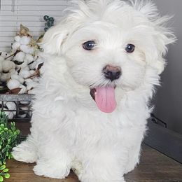 Blue Collar Boy - White male Maltese puppy in Guyton, Georgia from Fluff Town Puppies, LLC