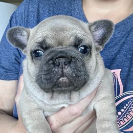 French Bulldog Puppies from Upcountry Frenchies