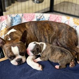 Boston Terrier puppies from Bogan's Boston's