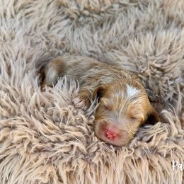Patsy - Red female Australian Labradoodle puppy in Wamego, Kansas from Doodles of Oz