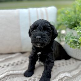 Giant Schnauzer and Miniature Schnauzer Puppies from Hillside Kennels