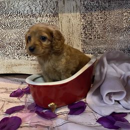 Cockapoo Puppies from Country J Canines