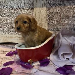 Cockapoo Puppies from Country J Canines