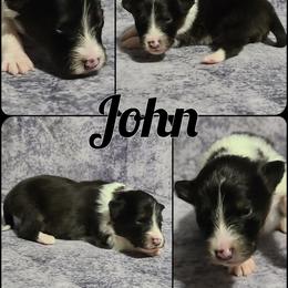 Shetland Sheepdog Puppies from Henotic Homestead's Shetland Sheepdogs