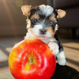 Girl 1 - Black tan and white female Biewer Terrier puppy in Brentwood, California from Perfección Del Cielo Biewer Terriers