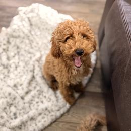Poodle Puppies from Savana williams
