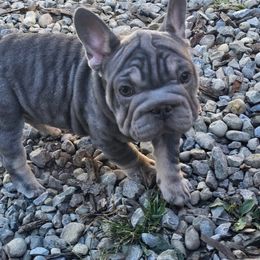 Red female - Blue tri-color female Bulldog puppy in Wellsville, New York from Little Bit of Heaven Kennel