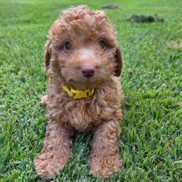 Kona - Apricot male Aussiedoodle puppy in Haleyville, Alabama from The Cuddly Dood Ranch