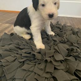 Sheepadoodle Puppies from Narrow Path Puppies