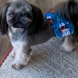 Buddha - Shih Tzu