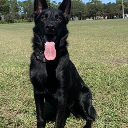 Puma - German Shepherd