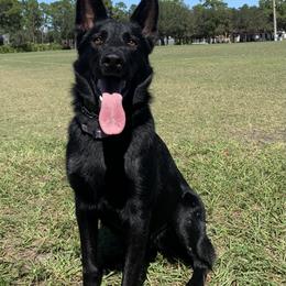 Puma - German Shepherd
