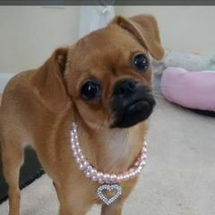 Bernese Mountain Dog and Brussels Griffon Puppies from Brooks Berner Bears