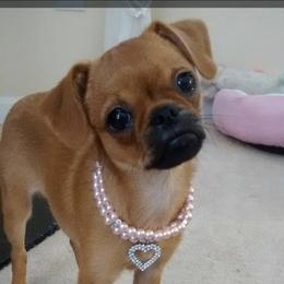 Bernese Mountain Dog and Brussels Griffon Puppies from Brooks Berner Bears