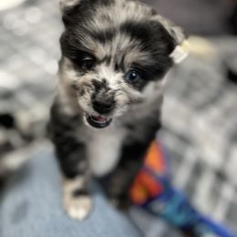Pomsky Puppies from Michelle