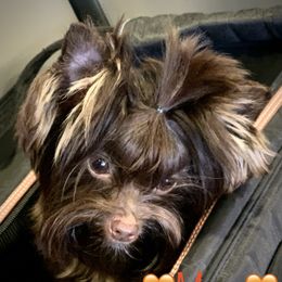 Mara  - Yorkshire Terrier