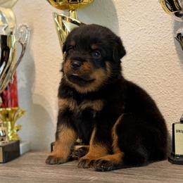 Pink - Black and mahogany female Rottweiler puppy in Kissimmee, Florida from Macht Haus Rottweilers
