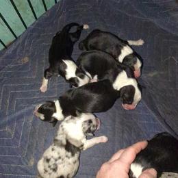 Australian Shepherd and Great Dane Puppies from AEW Farm