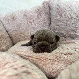 Girl 3 - female French Bulldog puppy in Walnut, California from Flores Frenchies