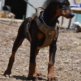 Doberman Pinscher Puppies from Obsidian Kennels