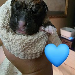 Blue - Fawn male Boxer puppy in Spring, Texas from Sanchez Boxers