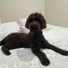 Mellow - Australian Labradoodle
