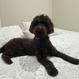 Mellow - Australian Labradoodle