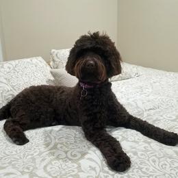 Mellow - Australian Labradoodle