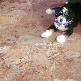 Aussiedoodle, Bernedoodle, and Goldendoodle Puppies from Johnson's Doodles