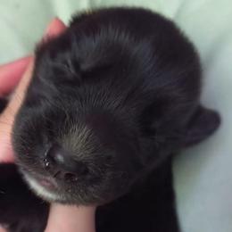 NessaRose - Sable and white female Siberian Husky puppy in Richland, Mississippi from Feazell’s Siberian Huskies