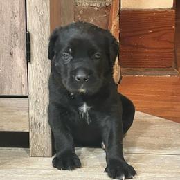 Olive - Chestnut brindle female Cane Corso puppy in Assumption, Illinois from De Novo Cane Corso