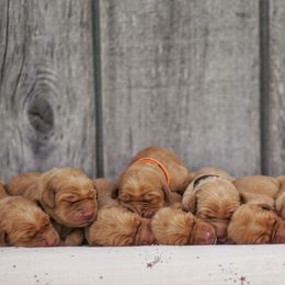 Deposits on summer of 2026 litter - Dark golden male Golden Retriever puppy in Holmesville, Ohio from Dixie Goldens