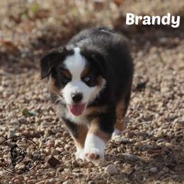 Brandy - Black tri female Miniature Australian Shepherd puppy in Garden Plain, Kansas from Krazy K Aussies