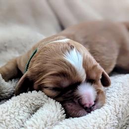 Puss-N-Boots - Ruby male Cavalier King Charles Spaniel puppy in Corpus Christi, Texas from Kings Cross Cavaliers