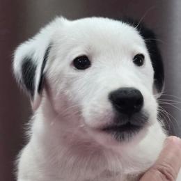 Rollo - Black white male - White and black male Smooth Fox Terrier puppy in Lake City, Florida from Providence Kennels
