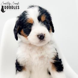 FLETCHER - Tri-color male Bernedoodle puppy in Tipton, Indiana from Country Creek Doodles