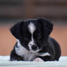 Marigold - Black tri female Miniature American Shepherd puppy in Chocowinity, North Carolina from Foxtail Hollow